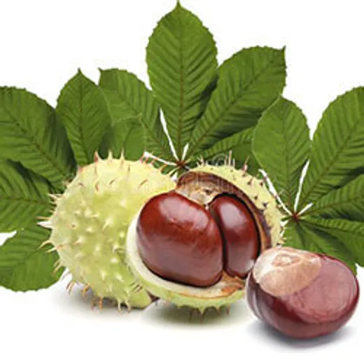 Ippocastano