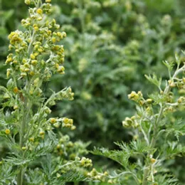Artemisia